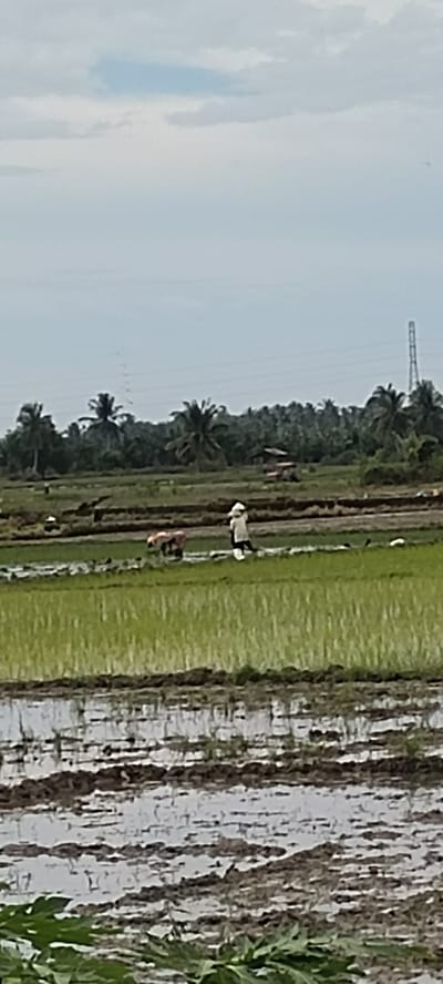 This image depicts a rural scene in Pulo, Indonesia, featuring a paddy field under a cloudy sky. In the mid-ground, two individuals are engaged in work within the flooded field. One person, wearing a conical hat, appears to be standing, while another person, bent over, is also working in the water. The field itself is characterized by rows of green rice shoots and muddy water. In the background, a line of palm trees and other lush vegetation forms a dense treeline, with a power transmission tower and a small building visible further back. The foreground shows a section of the paddy field with standing water reflecting the sky.