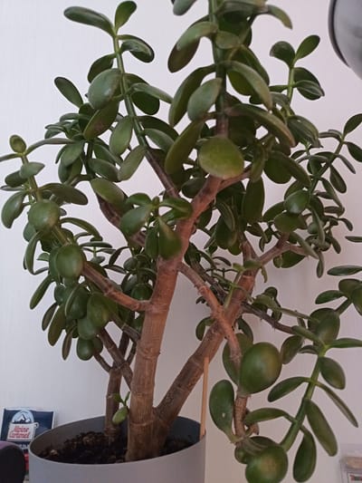The image shows a close-up, indoor shot of a jade plant (Crassula ovata) in a gray pot filled with dark soil. The plant has thick, woody, brown stems and branches, with numerous oval, green, fleshy leaves. Some of the leaves show slight discoloration or spotting. A wooden stake is visible supporting one of the branches. In the lower left corner, a small portion of a blue packet with white text and a mountain logo is visible, possibly a product label. The background is a plain, light-colored wall. The scene appears to be located inside a residential setting. There are no people or animals present. The image does not provide any information to determine its location within the city of Kraskovo, Russia.