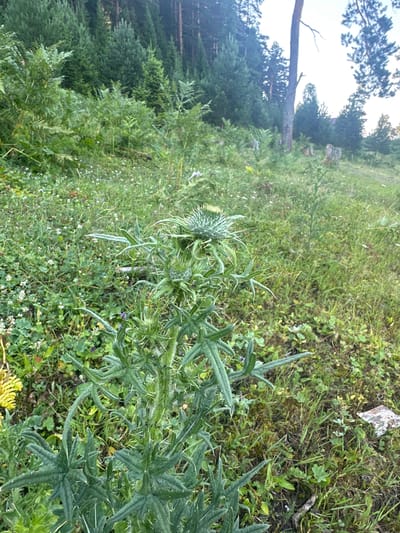 A close-up, eye-level shot focuses on a tall, spiky thistle plant in a grassy, wooded area. The thistle, with its prominent green buds and sharp, white-tipped leaves, dominates the foreground. Beyond the thistle, the terrain slopes upwards, covered in a mix of green grass, small white wildflowers, and various other plants. In the background, a dense forest of pine trees rises steeply. A tall, bare tree trunk stands prominently on the right side of the frame, and cut tree stumps are visible further back. The lighting suggests it is daytime, with the sky appearing bright and slightly overcast. The overall scene is one of natural, uncultivated wilderness. The location is identified as Kebezen, Russia.