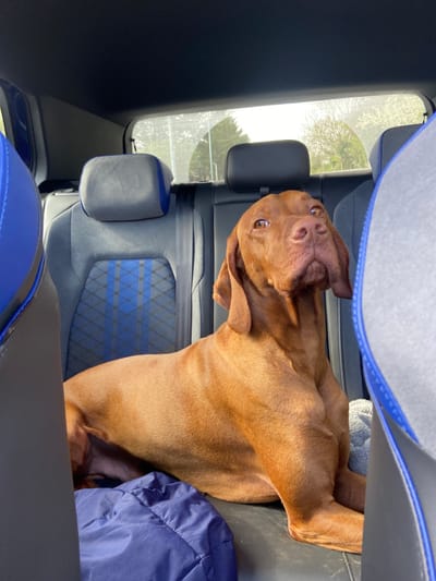 A reddish-brown, short-haired dog, consistent with a Vizsla breed, is seated on the rear passenger seat of a vehicle. The dog faces slightly right, looking upward with its head tilted. Its light brown eyes are open. The vehicle interior features dark grey seats with blue accents and a blue geometric pattern on the visible rear seatback. A crumpled dark blue item, possibly a coat or blanket, rests on the seat to the dog's left. A light grey, textured object is partially visible on the seat to the dog's right. Through the rear window, diffuse daylight illuminates sparse trees with light foliage against a bright sky. The scene is located in Broxbourne, United Kingdom.