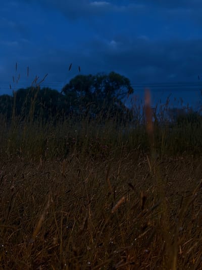 The media file depicts a close-up, low-angle shot of tall, dry grass, likely in a field or meadow. The grass is a dominant element, with individual blades and seed heads clearly visible, many appearing to be coated in dew or moisture, reflecting light and creating a shimmering effect. The lighting suggests it is either dusk or dawn, with a deep blue sky visible in the background on the left side of the frame. A dark silhouette of a tree and possibly other foliage can be seen against the sky, indicating a rural or natural setting. Thin, dark vertical lines, possibly power lines, are also present against the sky. The overall mood is serene and natural, with the focus on the texture and detail of the grass in the dim light. There is no visible text. The location context is Мартемьяново, Russia.