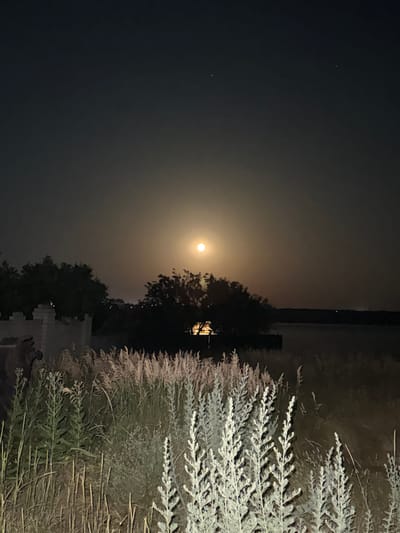 The image depicts a nighttime scene in Protopopivka, Ukraine, illuminated by a bright full moon. The foreground is dominated by tall, dry grass and other vegetation, some of which appears silvery in the moonlight. To the left, a stone structure, possibly a wall or ruin, is visible, with dark trees behind it. In the midground, a cluster of dark trees partially obscures the moon. Beyond the trees and vegetation, a body of water stretches into the distance, with a faint, illuminated horizon line. The sky is dark and clear, with a few distant stars visible. The overall atmosphere is serene and somewhat mysterious.