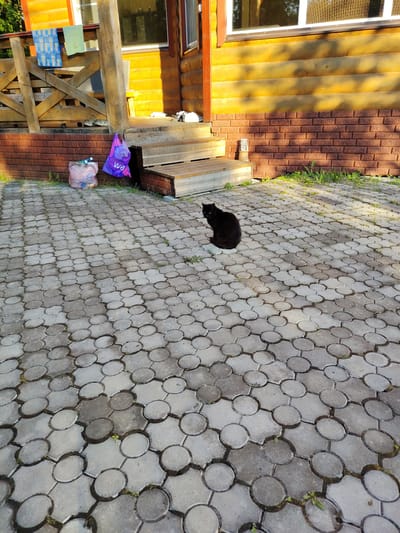 A black cat is sitting on a circular patterned paved area in front of a wooden house with a brick foundation. To the left of the cat, on the paved area, is a pink plastic bag filled with items and a purple shopping bag with the "WB" logo. In the background, there are wooden steps leading up to a porch with a wooden railing. Two pieces of folded fabric, one blue and white plaid and the other light green, are hanging on the railing. The house has yellow wooden siding above the brick foundation. Sunlight casts shadows on the paved area.