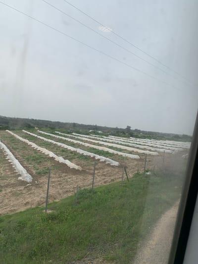 The image displays an agricultural field in Sidi Kacem, Morocco, viewed through a window, as evidenced by a partial dark frame on the right and reflections in the sky. The field contains numerous parallel rows of cultivated ground, each covered by white, translucent plastic sheeting forming low tunnel structures. These rows extend from the foreground into the midground. A strip of green grass and weeds borders the immediate foreground, separating the viewer from the cultivated land. Several dark, vertical fence posts are visible within this green strip and at the edge of the field. A narrow dirt path runs along the far right margin. In the background, a dense line of green trees and foliage marks the perimeter of the agricultural area. The sky is overcast and uniformly light gray, traversed by three parallel dark power lines. A bright, reflective circular pattern, possibly a light source or interior reflection, is visible in the upper central sky. No people or animals are present.