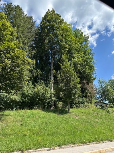 The image depicts a sunlit scene with a bright blue sky dotted with fluffy white clouds, suggesting fair weather. The foreground is dominated by a lush, green grassy slope. A paved walkway runs along the right edge of the frame, bordered by a stone curb. To the left of the grassy area, a dense collection of trees forms a significant portion of the landscape, with a large, mature tree with a thick trunk standing prominently in the center. Beyond the immediate trees, more foliage and a hint of a building, possibly a house with a white facade and dark roof, can be seen on a higher elevation. The overall impression is one of a tranquil, natural setting, likely a residential area or park in Berchtesgaden, Germany, during daytime. There is no visible text in the image.