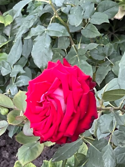 The media file is a close-up, slightly overhead shot of a bright red rose bloom. The rose is in full bloom, with many layers of petals tightly spiraled inwards. The petals are a vibrant crimson, with some lighter pink hues visible in the very center. The rose is surrounded by lush, green foliage, characteristic of a rose bush. The leaves are a deep green, some appearing slightly weathered or with minor imperfections. The background consists of more of the rose bush's leaves and a dark, earthy ground, possibly soil or mulch. The lighting suggests it is daytime, with soft natural light illuminating the scene. There are no people or any visible text in the image. The overall impression is of a beautiful, natural garden setting, possibly in Seredivka, Ukraine, showcasing the striking beauty of a single rose.