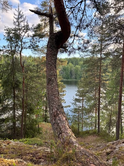 The image depicts a natural landscape in or near Ruch'i, Russia. In the foreground, a large, gnarled pine tree trunk is prominently featured, leaning towards the right and partially obscuring the view. The ground in the immediate foreground is covered with moss, lichens, and dry pine needles.
Behind the foreground tree, a pathway or clearing leads into a dense forest. A body of water, likely a lake, is visible in the mid-ground, with its surface reflecting the sky and surrounding trees. The lake is bordered by a thick forest of coniferous and deciduous trees, creating a vibrant green backdrop. The sky above is partly cloudy, with patches of blue sky visible. The overall impression is one of a serene, wooded area with a body of water, characteristic of the natural environments found around settlements like Ruch'i. No people are visible in the image.