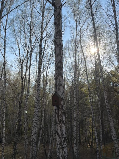 The image shows a forest in Таскино, Russia. The scene is dominated by birch trees, their white trunks and delicate branches stretching upwards towards the sky. A wooden birdhouse is attached to one of the birch trees. The sky is visible through the bare branches, with the sun shining brightly. The environment suggests early spring or late fall, as the trees are mostly bare. There are no people visible in the image.
