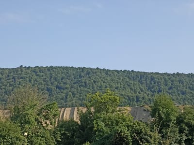 The image shows a wide view of a forested hillside under a clear blue sky. In the foreground, there are several trees with green foliage. Behind the trees, a steep, layered slope of light-colored earth or rock is visible. This slope appears to be part of a quarry or excavation site. Further back, the hillside is densely covered with trees, forming a solid green mass. The scene suggests a natural landscape with evidence of human activity. The location in the city of Urva, Azerbaijan, is not discernible from the image itself.