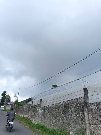 The scene is located in Koipa, Papua New Guinea, under a heavily overcast, light grey sky. An individual, clad in a dark plaid shirt and dark trousers, is observed from behind, operating a white motor scooter on a dark asphalt road, moving away from the viewer. To the right of the road, a dark, textured stone wall runs parallel, topped by multiple strands of barbed wire affixed to several concrete posts. Behind this wall, a large structure, consistent with an agricultural greenhouse or shade house, is visible, covered in translucent white material and supported by a light-colored metal framework. Overhead, dark utility lines traverse the upper mid-ground. In the far left background, a white van is partially visible on the road. Green vegetation, including ground cover and trees, is present along the wall and in the distant background.