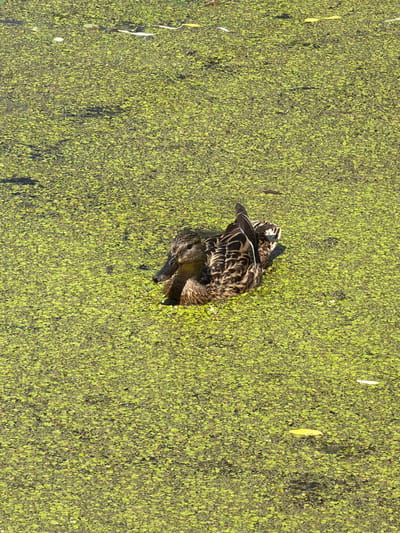 A mallard duck swims in a pond covered in a dense layer of green duckweed. The duck is facing towards the left of the frame, with its head turned slightly upwards and to the side. Its plumage is a mottled brown and black pattern. The duckweed forms an almost solid green carpet across the surface of the water, with a few scattered yellow and white leaves floating on top. The scene is lit by a bright light, casting some subtle shadows on the duckweed. The image appears to be taken in an outdoor, natural setting.