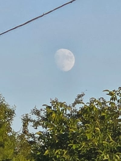 The media file depicts a view of the sky from a low-angle perspective, looking upwards. The sky is a pale, clear blue, suggesting daylight. A prominent, full moon is visible in the upper left quadrant of the frame. The moon appears textured, with visible surface details.
On the right side of the image, lush green foliage from a tree fills the frame. The leaves are densely packed, creating a rich green texture, and some branches are visible. The foliage partially obscures the sky and the moon.
In the lower left portion of the image, a thin, dark line runs diagonally across the frame. This line appears to be a wire or a thin branch, contributing to the layered composition of the scene.
The overall impression is a serene outdoor scene, possibly taken during the day when the moon is still visible in the bright sky. The presence of the tree suggests a natural or semi-natural setting. No people, text, or specific activities are depicted. The context of Ракаўскі сельскі Савет, Belarus, places this scene in a rural or semi-rural area of Belarus.