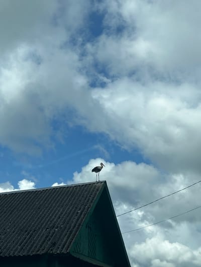 A stork stands atop the peak of a dark, corrugated roof on a green building under a partly cloudy sky. The stork is silhouetted against the sky, with its long legs and neck clearly visible. The roof appears weathered and the building is simple, suggesting a rural or suburban setting. The sky is a mix of bright blue and fluffy white clouds, with a hint of sunlight breaking through. The scene is shot from a low angle, looking up at the stork and the roof. This image was taken in Valozhyn District, Belarus.