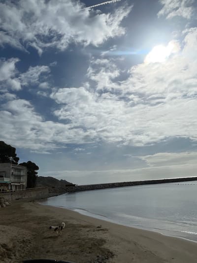 The scene depicts a coastal landscape in L'estartit, Spain. The sky is bright blue with numerous scattered white cumulus clouds. The sun, positioned in the upper right quadrant, emits a strong glare and lens flare. A faint white contrail from an aircraft is visible in the upper left sky.

On the left side of the image, a sandy beach curves into the foreground. Behind the beach, a low stone retaining wall runs parallel to the waterline. Further inland, a light-colored, multi-story building with visible balconies stands partially obscured by several pine trees. Behind the building and trees, a rocky, arid hillside rises.

The right side of the image features the calm, grey-blue water of a bay. A long, dark grey breakwater or jetty extends from the mid-left horizon, curving gently to the right, forming a barrier in the bay. Several small, dark buoys are visible floating in the water near the breakwater in the middle distance. The water surface reflects the sky and sunlight.

In the foreground, on the wet sand near the water's edge, a small dog with white fur and distinct black markings is walking towards the right. Its tail is curled upwards. No human figures are present in the scene. The sand exhibits damp patches, indicating recent tidal activity.