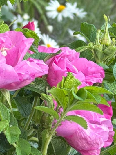 This is a close-up, slightly out-of-focus photograph of several pink wild roses in bloom, interspersed with vibrant green leaves. In the background, out of focus, are white daisy-like flowers, some with yellow centers, suggesting a garden or natural setting.
The focus is primarily on the large, delicate petals of the wild roses, which range in color from a deep pink to a lighter, almost pastel shade. Some of the roses appear to be fully bloomed, while others are in bud, with one small, tightly closed pink bud visible on the left side of the image. The leaves are a rich green, with a slightly serrated edge, typical of rose foliage.
The lighting suggests it is daytime, possibly morning or afternoon, with soft natural light illuminating the flowers. There are no people or animals visible in the frame. The overall impression is one of natural beauty and the vibrant colors of a blooming garden in Мичуринский, Russia. There is no visible text.