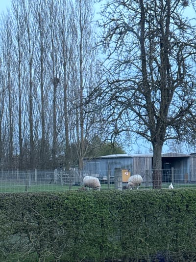 The image depicts a rural or semi-rural scene, consistent with the environs of Tielrode, Belgium. In the foreground, a dense, verdant, well-maintained hedge runs horizontally across the lower third of the frame. Immediately behind the hedge, a wire mesh fence extends across the midground. Two domestic sheep, distinguished by their thick white fleece, are present in a grassy enclosure behind this fence. The sheep on the left is positioned with its head down, appearing to graze. The sheep on the right is also grazing, positioned to the right of a yellow square sign affixed to a metal post. To the far right, a small white domestic fowl is visible near the fence line. In the background, two utilitarian corrugated metal and wooden structures, likely sheds or barns, are visible, with the rightmost structure featuring an open bay. Behind these structures and to the left, a dense line of tall, slender, bare deciduous trees rises against a light blue, overcast sky. A prominent bird's nest is visible within the upper branches of one of these tall trees. To the right, a large, gnarled deciduous tree, also bare of leaves, stands in the mid-to-background, its intricate branch structure silhouetted against the sky. No human presence is observed.