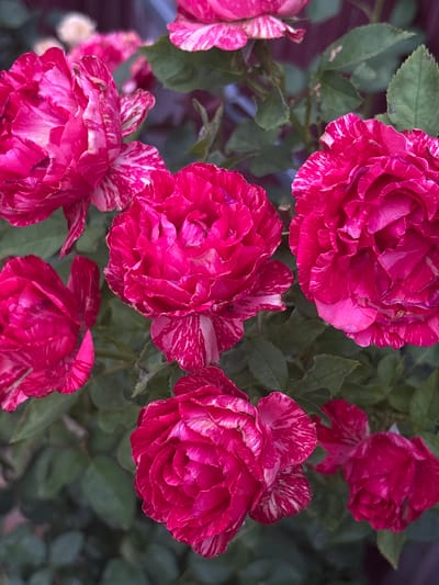 This media file features a close-up, overhead view of several variegated roses, primarily in shades of deep pink and white. The roses are in various stages of bloom, with some fully open and others appearing younger. Their petals are ruffled and layered, creating a lush, textured appearance. The background consists of dark green leaves, which are slightly blurred, drawing further attention to the vibrant flowers. A few of the rose petals show slight imperfections, such as minor wilting or spotting, indicating they are natural and have been exposed to the elements. The lighting suggests it is daytime, possibly late morning or early afternoon, with soft, diffused light illuminating the flowers. The image conveys a sense of natural beauty and the delicate details of the rose blossoms. There is no visible text. The scene is consistent with a garden or natural setting in Zniatsovo, Ukraine.