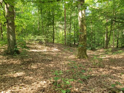 The image depicts a sun-dappled forest floor covered in dry leaves and small green saplings. Several mature trees with rough bark are visible, with a dense canopy of green leaves overhead. The lighting suggests it is daytime, with sunlight filtering through the trees and creating shadows on the ground. The scene appears to be a natural wooded area, characteristic of the outskirts of Falkensee, Germany, specifically a section of the "Wiesengrund" or similar undeveloped green spaces within or bordering the town. No people, animals, or man-made structures are apparent.