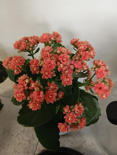 A close-up overhead shot captures a vibrant potted plant, likely a Kalanchoe, filled with clusters of small, tightly packed, salmon-pink flowers. The blossoms are multi-petaled and have a double-bloom appearance, some showing hints of lighter peach or cream at their centers. Lush, dark green, ovate leaves form a dense base for the prolific floral display. The plant sits in a white pot, visible at the bottom of the frame, which rests on a textured, light gray surface that appears to be a concrete floor or patio. A white wall serves as the backdrop, its surface showing a subtle, uneven texture. To the right of the plant, a portion of a black object, possibly a lid or the rim of another container, is visible, casting a faint shadow. The overall lighting is bright and diffused, highlighting the rich colors of the flowers and leaves. There is no indication of human presence or activity in the frame. The scene is static and focused solely on the botanical subject. There is no information within the image to connect it to Novodesyatnikovo, Russia.