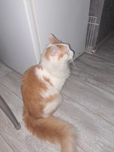 A white and orange cat is lying on a light grey wood floor. The cat's head is near a white cabinet. The cat has a fluffy tail that curls upward. Part of a grey chair or table leg is visible near the cat's tail. A white shelf with a metal grate is visible in the upper left of the image. The lighting is bright.