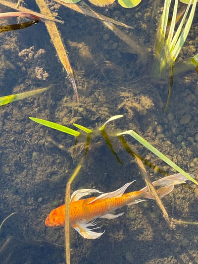 This media file is a top-down, close-up shot of a pond in Givat Shmuel, Israel. The primary subject is an orange and white koi fish swimming near the surface of the murky water. The fish is partially obscured by aquatic plants, including long, green, reed-like leaves and some brown, decaying vegetation. The pond bottom is visible, appearing as a mixture of mud, small stones, and organic debris. Sunlight is reflecting on the water's surface, creating some glare and highlighting the texture of the plants and the fish's scales. The scene suggests a tranquil, natural outdoor setting, likely during daylight hours, given the illumination and reflections. There is no text visible in the image.
