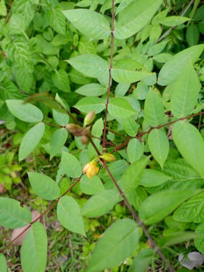 The image shows a plant with green leaves and reddish-brown stems in an outdoor setting. There is a single, small yellow flower. Other green foliage is visible in the background. The location is Geulanggang Baro, Indonesia.