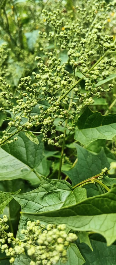 A close-up, vertical shot shows an overgrowth of green leafy plants with small, clustered light green seed heads. The foreground features large, textured green leaves. The background is a blur of more green foliage, suggesting a natural outdoor setting. The image is likely from Popivka, Ukraine, given the context.