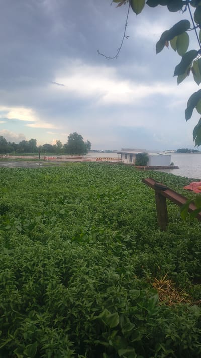 The image depicts a scene along the Mekong River in Cần Thơ, Vietnam, likely during overcast weather given the cloudy sky. In the foreground, a dense carpet of green aquatic vegetation, possibly water hyacinths, covers the water's surface, extending to the left bank. To the right, a rusty metal structure with tires attached, possibly part of a mooring or pontoon, is partially visible, along with a hint of red material.
Further back, a floating structure resembling a small house with a white roof and walls is moored on the river. Behind this, a ferry or docking area is visible, with red and yellow barriers indicating a loading or unloading zone. The middle ground features a strip of land with sparse trees and vegetation. The background is dominated by the river and the distant tree line of the opposite bank, with some buildings faintly visible on the horizon. The sky is filled with heavy, gray clouds, suggesting imminent rain or recent showers. No people are visible in the frame.