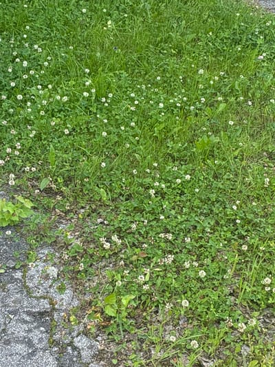 This is an overhead shot of a patch of ground in Kashira, Russia, featuring a transition from lush green grass to a section of clover interspersed with small white flowers, bordering an area of cracked asphalt. The grass on the left is dense and appears to be recently cut, with individual blades clearly visible. As the scene moves to the right, the ground cover shifts to clover with its characteristic three-leafed foliage, dotted with numerous small, round, white flower heads. Some taller, broader green leaves are also present in the clover patch.

The asphalt on the right side of the image is gray and shows signs of wear, with visible cracks and a textured surface. There is no text visible in the image. The lighting suggests it could be daytime, possibly overcast given the lack of strong shadows. The overall impression is of a natural environment encroaching on or adjacent to a man-made surface, a common sight in many locations. The scene is peaceful and static, with no discernible activity or subjects other than the plant life and the ground itself. The focus is on the textures and colors of the vegetation and the weathered asphalt.