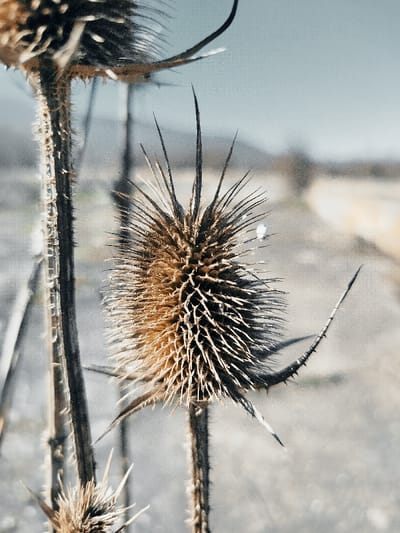 The image depicts a close-up, foreground-focused view of multiple dried thistle-like plant structures in an outdoor environment within the city of Klenovik, Bulgaria. The central subject is a large, desiccated, ovoid seed head covered densely with sharp, brown and tan spines, positioned prominently in the mid-right. A small, reflective, light-colored fragment is observed adhered to one of its upper spines. To the left, a vertically oriented, barbed stem extends upward, partially obscuring another smaller, spiky seed head behind it, and a third, partially visible dried seed head is situated at the bottom-left. All visible plant matter appears brittle and devoid of chlorophyll, indicative of a dormant or dead state. The background is significantly out of focus, presenting as a soft gradient of light grey-blue at the top transitioning to a muted beige-brown ground, with a faint, unpaved path discernible horizontally in the distant mid-ground.