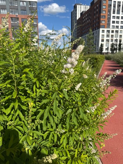 This is a medium-angle, eye-level, outdoor, daytime, full shot of a green bush with small white flowers in front of modern buildings. The bush is lush and full of green leaves, with delicate white flower clusters adorning its branches. In the background, several contemporary apartment buildings with various colored facades and window patterns are visible under a bright blue sky with scattered white clouds. A red paved path runs along the right side of the bush. The scene appears to be in a residential area of the city of Patrusheva, Russia.