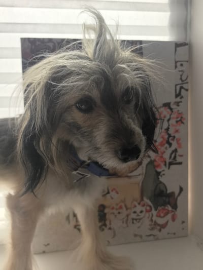 A shaggy, grey and tan dog with a mohawk-like hairstyle is positioned in the foreground, facing slightly to the right. The dog is wearing a blue collar with a silver tag. Behind the dog, to its right, is a framed artwork depicting cherry blossoms and what appear to be multiple small, white cat figures. The background consists of horizontal blinds. The scene appears to be indoors, likely in a home. There is no information or visual cue present to indicate the location as Zima Juzhnaja, Russia.