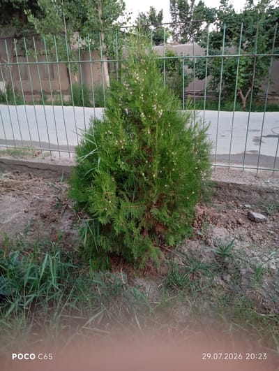 A young evergreen conifer tree stands in front of a metal fence in Beruniy, Uzbekistan. The tree is bushy and green, with some small, light-colored growths on its branches. Behind the fence, a dirt path runs alongside a building with windows. Further in the background, leafy trees create a soft backdrop. The ground in the foreground is covered with dry soil and sparse green grass. The lighting suggests it is late afternoon or early evening. A timestamp in the lower right corner indicates the photo was taken on July 29, 2026, at 20:23. The bottom left corner displays "POCO C65."