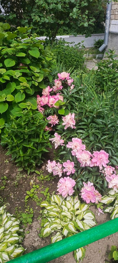 The image depicts a close-up view of a garden with lush green foliage and blooming pink peonies. In the foreground, a bright green tube, possibly a hose or pipe, lies diagonally across the frame. Behind it, several hosta plants with variegated green and white leaves are visible. The middle ground is dominated by a cluster of pink peonies in various stages of bloom, interspersed with dark green leaves. To the left, a large plant with broad, deep green leaves stands out. In the background, there are more green plants, a portion of a gray brick building with a downspout, and a glimpse of an asphalt surface. The scene appears to be an outdoor garden setting in the city of Bolshoy Kamen, Russia.