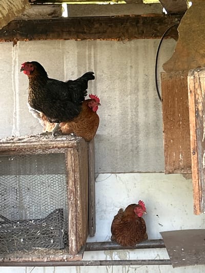 This image, rotated 90 degrees clockwise, captures three chickens inside a rustic chicken coop or shed. In the foreground, two chickens are perched on a weathered wooden structure, possibly a nest box or roost. The chicken on the left is dark brown/black with a prominent red comb and wattle, facing left. Adjacent to it, on the right, is a reddish-brown chicken with a red comb, facing right. A third reddish-brown chicken with a red comb is visible further to the right and slightly lower, resting against a light-colored wall beside some metal pipes or supports.

The background features light greyish-white walls, possibly concrete or painted, showing signs of age and wear. Various wooden beams and planks, also appearing weathered, form the structural elements of the coop, along with a section of wire mesh on the right side of the central wooden perch. A black cable runs across the upper-left area of the frame. The scene is brightly lit, indicating it is daytime. The chickens appear calm and are in a state of rest. No visible text is present in the image. The location is Kaspichan, Bulgaria.