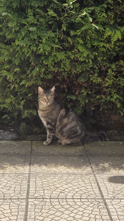 A gray tabby cat with yellow eyes is positioned on a concrete tiled surface adjacent to a dense green shrub, possibly a thuja tree. The cat's body is oriented diagonally across the scene, with its head pointing towards the left and its tail extending towards the upper right. The concrete tiles exhibit a textured pattern, and the shrub forms a dense backdrop to the left of the cat. The location is presumed to be Rogachevo, Bulgaria.