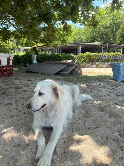 The image captures an outdoor scene in Ολυμπιάδα, Greece. In the foreground, a large, long-haired white dog is lying on light-colored sand, with its front paws crossed. Its head is turned to the left of the frame, gazing slightly upward, revealing dark eyes and a pinkish-brown nose. Dappled sunlight filters through overhead tree foliage, casting shadows on the sand. In the mid-ground, to the left, part of a wooden folding chair with white fabric is visible. Centrally, a person with a light-colored t-shirt, light blue shorts, and a backpack walks away from the viewer. To the right of the person, several corrugated metal sheets are stacked on the ground, and further right, a weathered blue plastic object rests on grass. A low, trellised hedge with dense green foliage runs horizontally behind these elements. In the background, several open-sided pavilions with white structural supports and dark roofs are visible, appearing to be part of a beachside establishment. Dense green trees and clear blue sky complete the upper background.