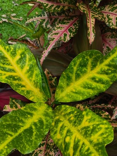 This image presents a detailed, close-up view of variegated plant foliage in Trairão, Brazil. The foreground is dominated by four broadly ovate leaves exhibiting a prominent pattern of bright green margins with irregular yellow blotches and distinct yellow venation, radiating from a central point. Interspersed and behind these leaves are narrower, elongated leaves from another plant, displaying a complex variegation of dark green, irregular pink, and maroon patterns. A patch of uniform green grass is visible in the upper-left quadrant of the frame, indicating an outdoor setting. No people, man-made objects, or actions are depicted.