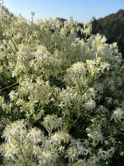 A close-up, outdoor, eye-level shot captures a dense cluster of small, star-shaped white flowers. The flowers are in full bloom and fill the majority of the frame, with some stems and leaves visible beneath them. The background consists of a blurred green hillside under a clear blue sky, indicating a natural, possibly rural, setting. The lighting suggests it is daytime, with sunlight illuminating the delicate petals of the flowers. The image appears to be taken in the city of Tordera, Spain, though no specific landmarks or structures are identifiable within the frame.