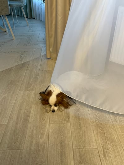 A Papillon dog is sleeping on a light wood-look tile floor, partially concealed under a white sheet. The floor is near a staircase with light-colored walls and stairs. The photo was taken inside a building in Городище, Russia.