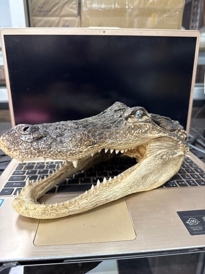 An alligator skull rests open-mouthed on the keyboard of a closed, light-colored laptop. The skull is positioned horizontally, with its snout pointing left and its lower jaw resting on the laptop's keys. The laptop screen is dark and reflects the environment. In the background, stacked boxes are visible. The scene appears to be indoors, possibly in a storage area or workshop, with no specific urban features to indicate a location within Lake City, United States.