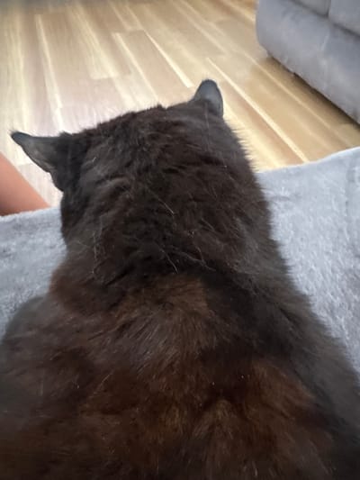 The image shows the back of a dark-furred cat from a high angle. The cat is lying on a grey, fuzzy blanket, with its head and ears visible on the left side of the frame. The background consists of a light-colored wooden floor and a grey sofa. The lighting suggests an indoor environment. There is no visible indication of the location in Oberleichtersbach, Germany.