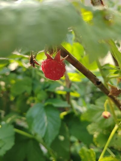 The image is a close-up, shallow depth of field photograph of a single ripe raspberry hanging from a branch amongst green leaves. The raspberry is red and appears plump, with visible drupelets. There is a dried sepaled remnant attached to the stem above the raspberry. The background is a blur of green foliage and dappled sunlight, suggesting an outdoor environment. A thin, brown branch with a knot is visible running diagonally through the frame. The overall impression is of a detail from nature, possibly in a garden or wild setting. The location in Sedelnikovo, Russia is not visually discernible from the image content itself.