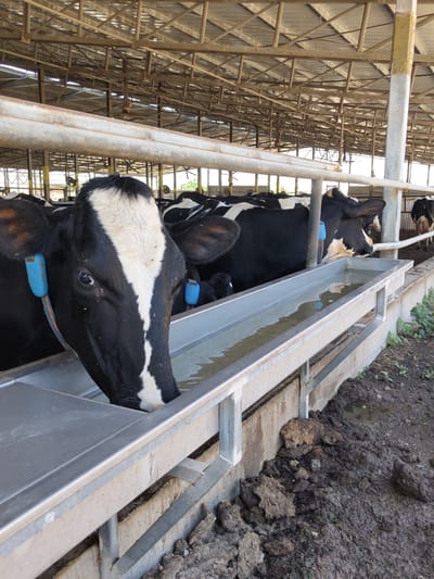 This media file shows a close-up, low-angle view of two black and white cows in a barn. The cows are standing behind metal railings, with their heads lowered to drink from a long, metallic trough. The trough appears to be filled with water. The cow in the foreground is partially visible, with its head and neck showing. The second cow is further back, with its head also in the trough. The background is a blur of the barn structure, consisting of metal beams and supports. The lighting suggests it is daytime, possibly midday, as there are bright highlights and shadows. The overall setting appears to be an agricultural facility, likely a dairy farm, given the presence of cows and the trough for feeding or watering. There is no visible text in the image. The focus is on the animals and their activity of drinking. The environment appears somewhat utilitarian and functional.