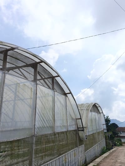 The image displays two large, arched greenhouse structures located in Kutkai, Myanmar, under a partially cloudy sky. The prominent greenhouse occupies the left and central foreground, constructed with a visible internal frame supporting translucent, weathered plastic or tarp material. This covering shows green discoloration, consistent with algae or mildew, particularly on its lower sections. A second, similar greenhouse is situated further back on the right. A dirt path or road with a narrow concrete curb runs along the right side of the greenhouses, extending into the background. In the distant background, to the right of the greenhouses, evergreen trees, a building with a reddish-brown roof, and hills are visible. Two dark utility lines traverse the upper portion of the sky. No individuals are present in the scene.
