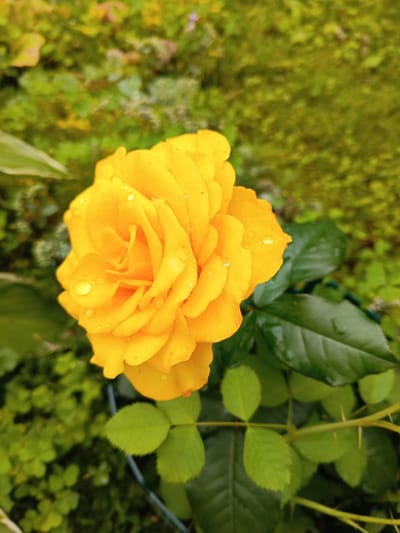A close-up, high-angle shot captures a vibrant yellow rose in full bloom, adorned with several glistening water droplets on its petals. The rose is positioned slightly left of center, its layered petals unfurling in a complex spiral. To the right of the rose, several dark green rose leaves are visible, some also bearing water droplets. The background is a soft blur of green foliage, suggesting a garden setting. A thin, thorny stem runs horizontally across the bottom right of the frame. The overall lighting is soft and diffused, indicating an overcast day. This image was likely taken in Tatysh, Russia, given the request.