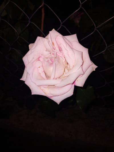 A close-up, low-light shot features a pale pink rose in the center of the frame, positioned slightly to the left. The rose is in full bloom, with its petals unfurling in layers. Behind the rose, a dark, wire mesh fence is visible, with the wire creating a diamond pattern. Beyond the fence, the background is dark and indistinct, with hints of green foliage in the lower right portion of the image. The lighting suggests it is nighttime. There are no people or any other identifiable subjects present. The scene appears to be outdoors, with the rose possibly growing near or on a fence. The location is specified as being in the city of Dubossary, Moldova.