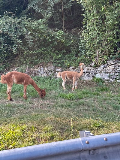 Two alpacas are grazing on a grassy hillside in Ossimo Inferiore, Italy. The alpaca on the left is facing downwards, eating grass, with its head bowed. The alpaca on the right is standing and looking towards the camera. Behind the alpacas is a stone wall and a dense growth of trees and shrubs. The foreground shows a metal barrier, possibly a guardrail. The lighting suggests it is daytime, possibly late afternoon due to the warm tones.