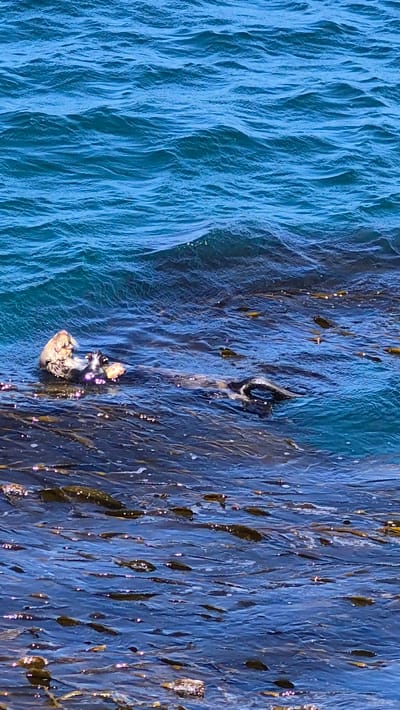 A sea otter is floating on its back in the ocean. The otter is partially submerged in the water, with its head and front paws visible. The otter appears to be holding something in its paws, possibly food. The water is a deep blue, with some waves. There are patches of kelp floating on the surface of the water. The background is out of focus, but it appears to be more ocean. This scene is likely in Monterey, California, as sea otters are common in that area.