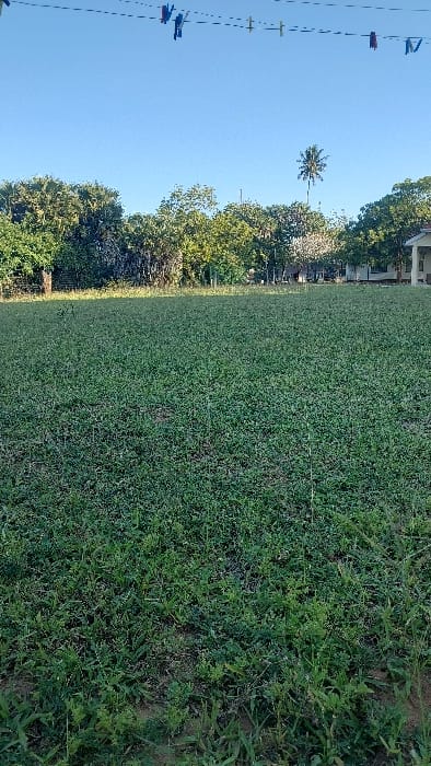 The image displays an expansive outdoor scene in Mtongwe ward, Kenya. The foreground and midground are dominated by a largely uniform field of green grass with intermittent areas of visible soil. In the background, a dense line of various green trees forms a natural barrier. Behind the trees on the right side, a light-colored building with a dark roof is partially visible. A tall, slender palm tree stands prominently above the treeline, slightly right of center. The upper portion of the image shows a clear, light blue sky. A thin, dark line, possibly a wire or rope, traverses the top of the frame, from which multiple colorful clothespins (blue, red, yellow, green, and brown) are suspended at intervals. No individuals, specific actions, or interactions are present in the scene.